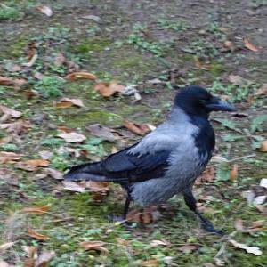 Hooded Crow