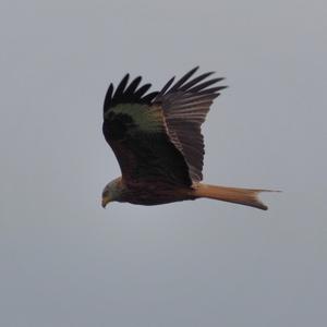 Red Kite