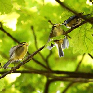 Blue Tit