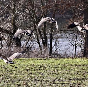 Canada Goose