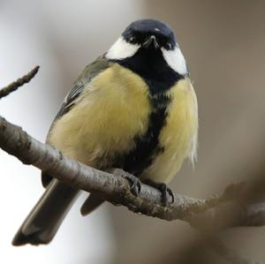 Great Tit