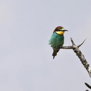 European Bee-eater