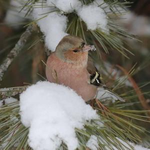 Eurasian Chaffinch