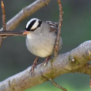 White-crowned Sparrow