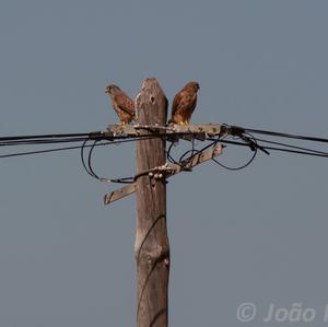 Common Kestrel