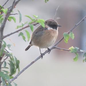 European stonechat