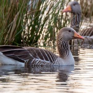 Greylag Goose