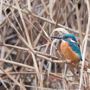 Common Kingfisher