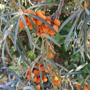 Sea-Buckthorn