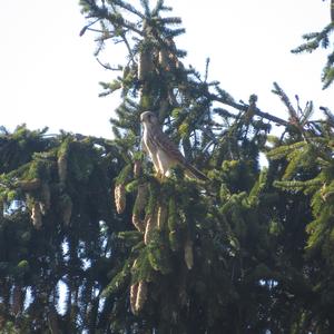 Common Kestrel