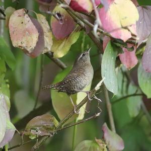 Winter Wren