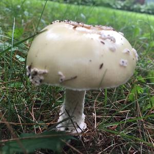 Gemmed Amanita