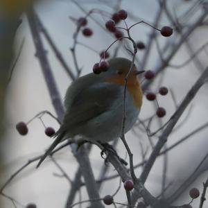 European Robin