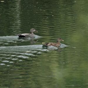 Gadwall