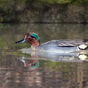 Common Teal