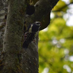 Great Spotted Woodpecker