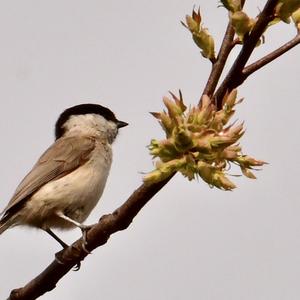 Marsh Tit