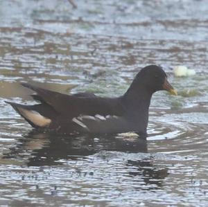 Common Moorhen