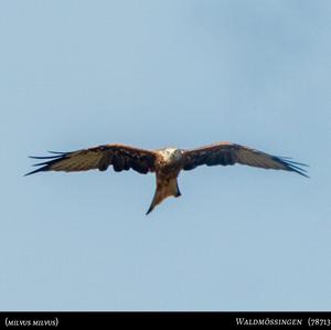 Red Kite