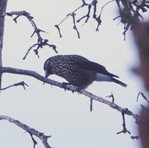 Spotted Nutcracker