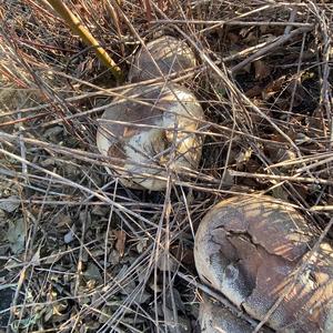 Giant Puffball