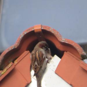 House Sparrow