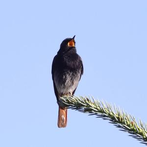 Black Redstart