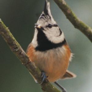 Crested Tit