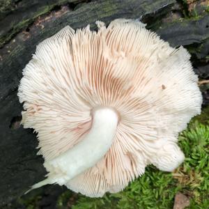 Fawn Mushroom