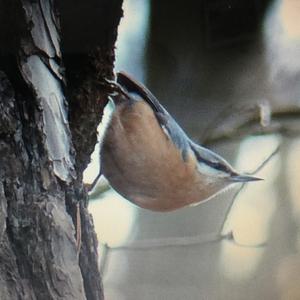 Wood Nuthatch