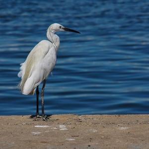 Little Egret