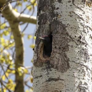 Black woodpecker