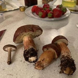 Bay Bolete