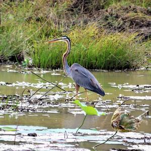 Purple Heron