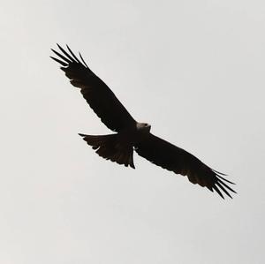 Black Kite