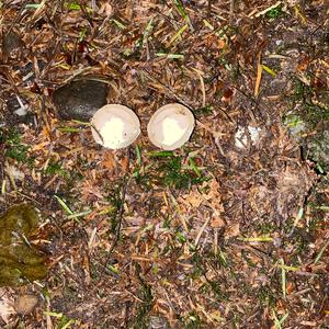 Stinkhorn, Common