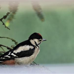 Great Spotted Woodpecker