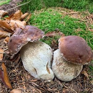 King Bolete