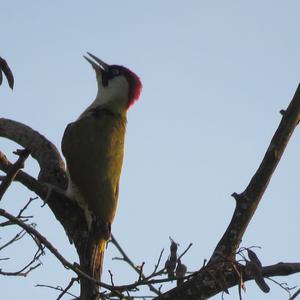 Eurasian Green Woodpecker