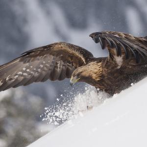 Golden Eagle