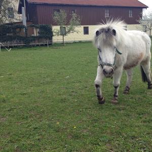 Shetland Pony