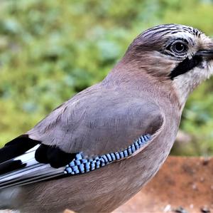 Eurasian Jay