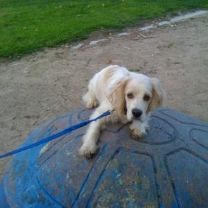 Spaniel (Cocker)