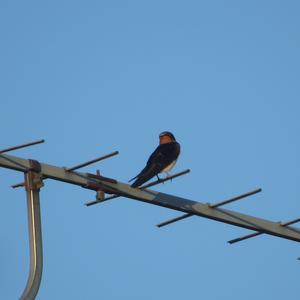 Barn Swallow