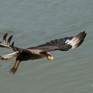 Southern Caracara