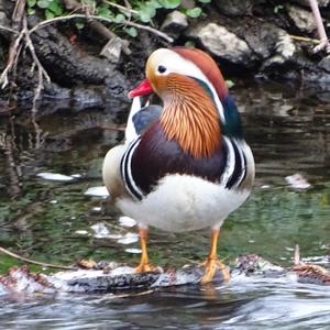 Mandarin Duck