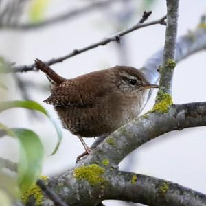 Winter Wren