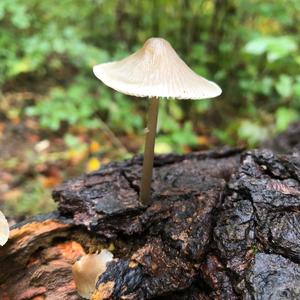 Mycena, Common