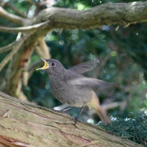 Black Redstart