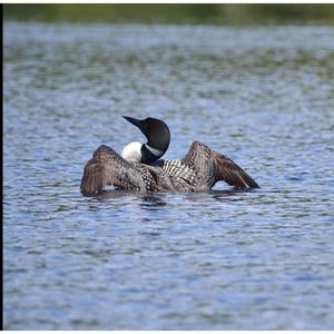 Common Loon